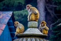 Indian Monkeys Family Team Royalty Free Stock Photo