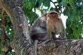Indian monkeys sitting on tree Royalty Free Stock Photo