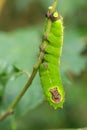 Indian moon moth caterpillar Royalty Free Stock Photo