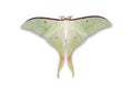 Indian moon moth or Indian luna moth Royalty Free Stock Photo