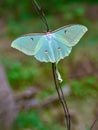 Indian moon moth. Royalty Free Stock Photo