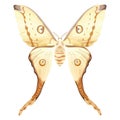 Indian Moon Moth. White exotic butterfly. Tropical insect.