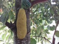 Indian Most Beautiful Natural jackfruit tree In Tripura .