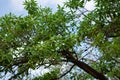 Indian Mulberry Aal Morinda pubescens or Morinda coreia Tree with Fruits , Flowers and Leaves