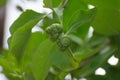 Indian Mulberry Aal Morinda pubescens or Morinda coreia Tree with Fruits and Leaves 