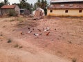Indian multi colored group of chickens eating on a field at village