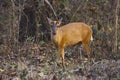 Indian muntjac or Barking Deer. Kanha Tiger Reserve, Madhya Pradesh, India