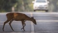 Indian Muntjac Crossing Road