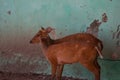 Indian Muntjac deer Muntiacus muntjak standing near wall