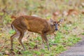 Indian Muntjac Deer stalking along a road eating the green grass, Bandhavgarh