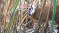 Indian muntjac or Muntiacus muntjak