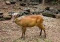 Indian muntjac