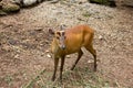 Indian muntjac