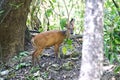 The Indian muntjac (Muntiacus muntjak) or barking deer in an Indian forest.