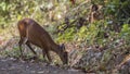 Indian Muntjac Feeding Royalty Free Stock Photo