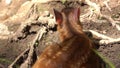 Indian muntjac or Muntiacus muntjak ,