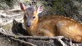 Indian muntjac or Muntiacus muntjak