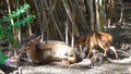 Indian muntjac or Muntiacus muntjak