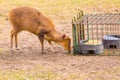 Indian muntjac photographed in animal park Royalty Free Stock Photo