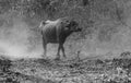 Indian Murrah buffalo breed grazing in the buffer zone inside the Jim Corbett national park Royalty Free Stock Photo
