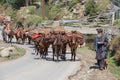 Indian muslim men and caravan of horses in Srinagar, Kashmir, India.