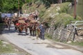 Indian muslim men and caravan of horses in Srinagar, Kashmir, India