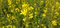 Indian mustard fields with beautiful flowers