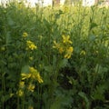 Indian Mustard plant in Rural area jhunsi prayagraj