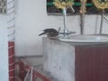 An indian myna bird sitting on wash basin for driking water