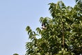 Indian myna flying on the tree,or flyingbird or flyingindianmyna Royalty Free Stock Photo