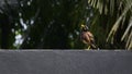 Indian Myna Resting On A Wall, Appeared In The List Of Most Invasive Species In The World