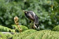 Indian Mynah Calling for his Chicks Royalty Free Stock Photo