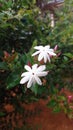 Jasminum multiflorum, commonly known asÃÂ star jasmine,ÃÂ is a species ofÃÂ jasmineÃÂ in the familyÃÂ Oleaceae in sri lanka