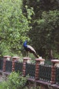 Indian national bird male peacock standing on a fence in the forest Royalty Free Stock Photo