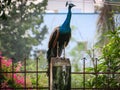 Indian national bird Peacock Royalty Free Stock Photo