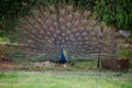 An Indian national bird peacock dancing with open feathers Royalty Free Stock Photo