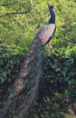 Indian national bird peacock with feathers posing Royalty Free Stock Photo