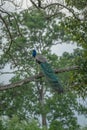 A Majestic Royal Peacock The National Bird of India Royalty Free Stock Photo