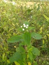 Indian natural plant tree to agriculture