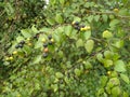 Indian natural sweet plum tree
