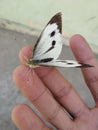 Indian nature butterfly pic awesome