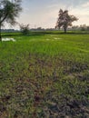 Indian nature of the small village& x27;s farm and beautiful loving looking