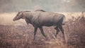 Indian Neelgai or Blue Bull at Panna National Park, India Royalty Free Stock Photo