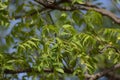 Indian Neem Tree Azadirachta indica with Fresh Green Leaves Royalty Free Stock Photo