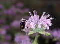 Indian nettle with bumblebee approaching