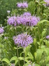 Indian nettle, monarda, didyma Royalty Free Stock Photo