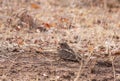 Indian nightjar (Caprimulgus asiaticus) Royalty Free Stock Photo