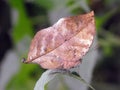 Indian Oakleaf Butterfly underside