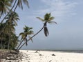 Indian Ocean coast. Coastal palms. Zanzibar island. Africa. Typical view