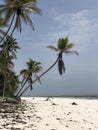 Indian Ocean coast. Coastal palms. Zanzibar island. Africa. Typical view